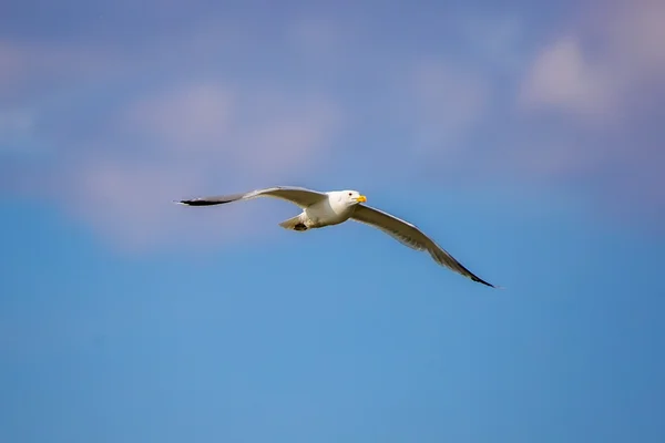 Jeden Seagull w locie — Zdjęcie stockowe