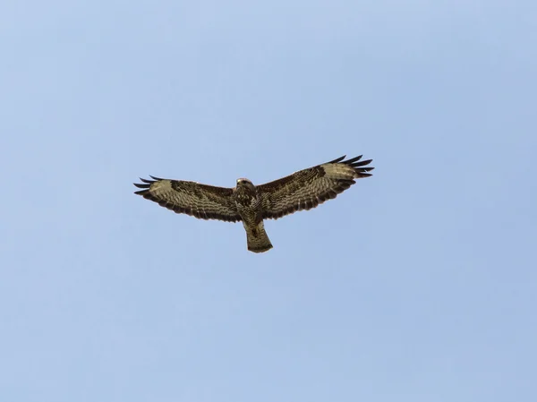 Hawk szukasz drapieżne — Zdjęcie stockowe