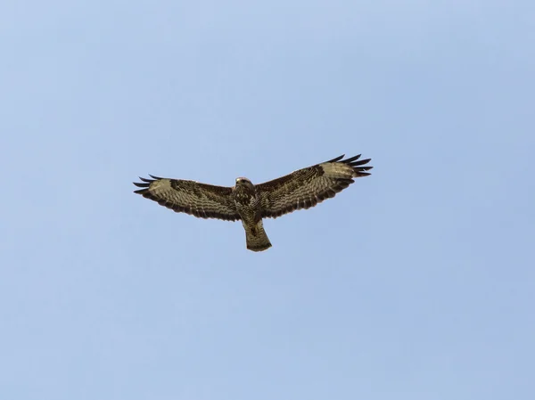 Falco in cerca di prede — Foto Stock