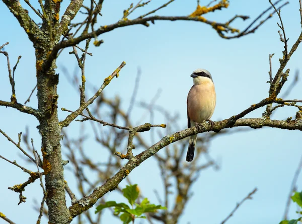 Röd backas törnskata — Stockfoto