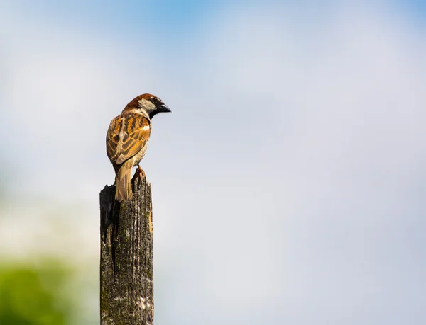 Un moineau assis sur un poteau — Photo