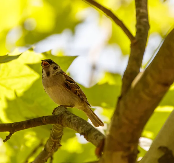 Sparrow sitting on a branch — Stock Photo, Image
