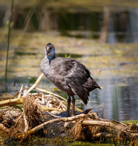 Baby chick of moorhen — Stock Photo, Image