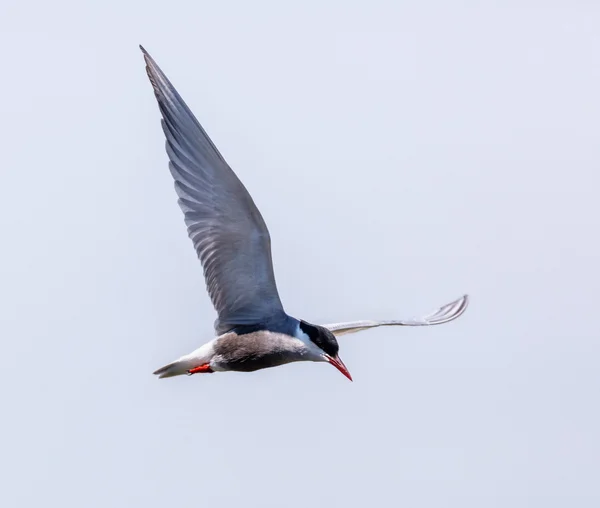 Rybitwa zwyczajna, Sterna hirundo — Zdjęcie stockowe