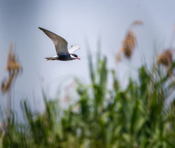 Rybitwa zwyczajna, Sterna hirundo — Zdjęcie stockowe