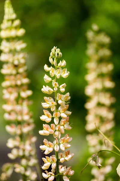 Gele Berg bloemen — Stockfoto