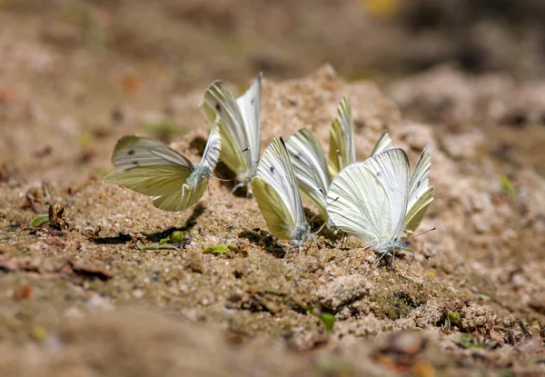 Grupo de borboletas brancas — Fotografia de Stock