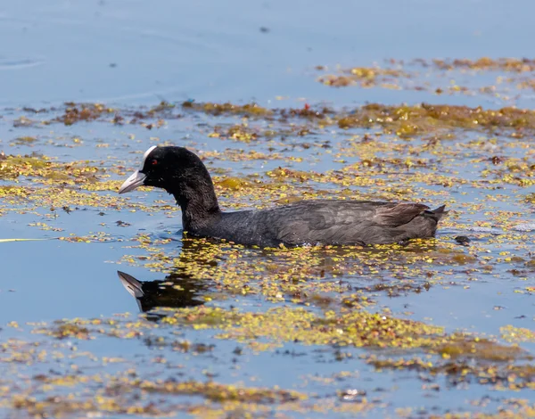 Eurasian coot på vatten — Stockfoto