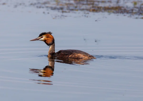 Grande Grebe Crested sull'acqua — Foto Stock