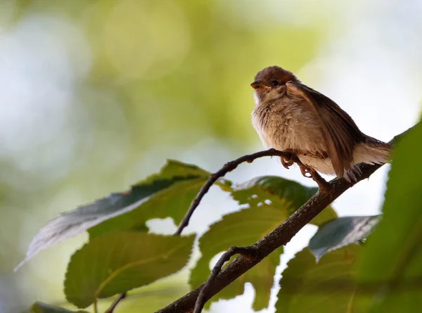 欧亚树麻雀 — 图库照片