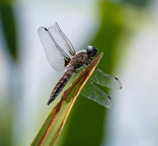 Dragonfly with a broken wing — Stock Photo, Image