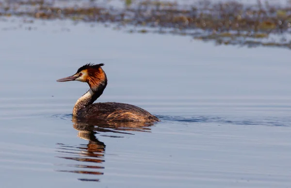 Grande Grebe Crested sull'acqua — Foto Stock