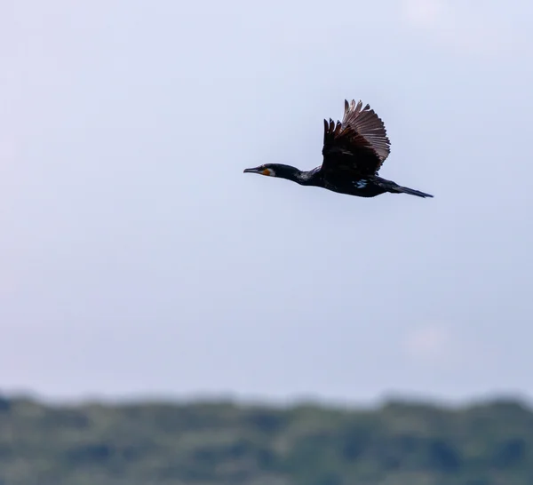 Gran Cormorán en vuelo —  Fotos de Stock