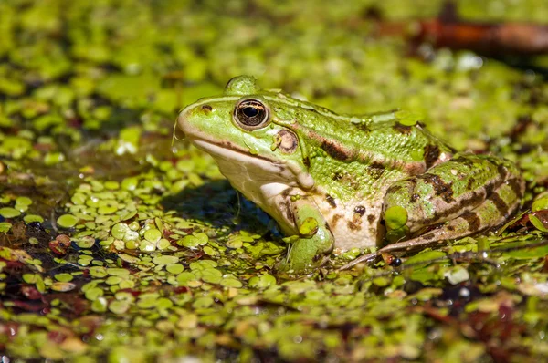 Zelená žába v bažině — Stock fotografie