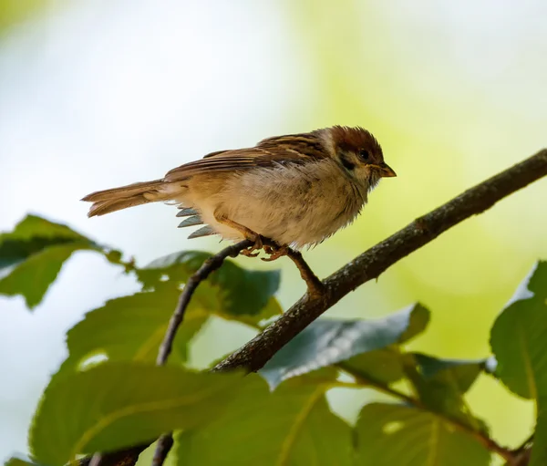 유라시아 나무 참새 — 스톡 사진