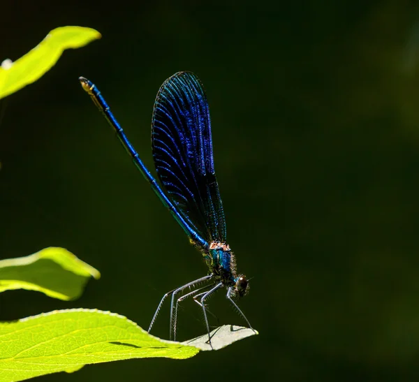 Blue dragonfly on a leaf — Stock Photo, Image