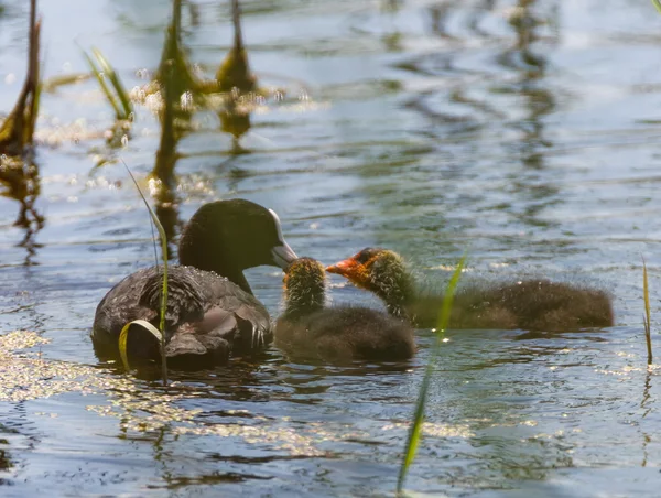 Eurasian coot family feeding — Stock Photo, Image