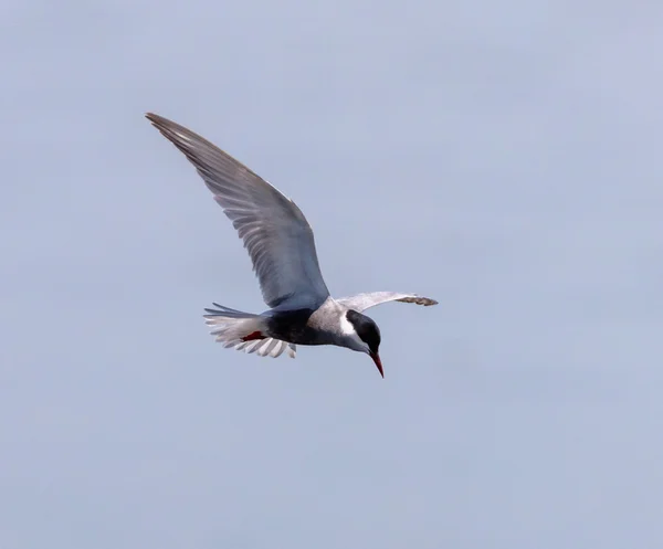 Tern whiskered em voo — Fotografia de Stock