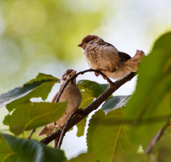 Tree sparrows on twig — Stock Photo, Image