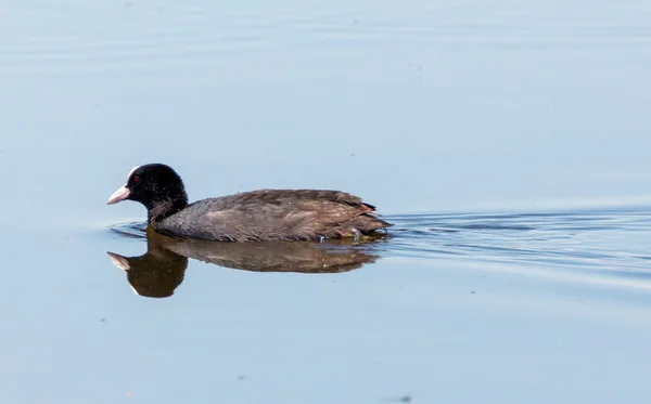 Eurasian coot på vatten — Stockfoto