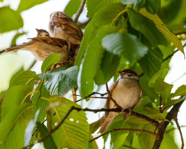 Tree sparrows on twig — Stock Photo, Image