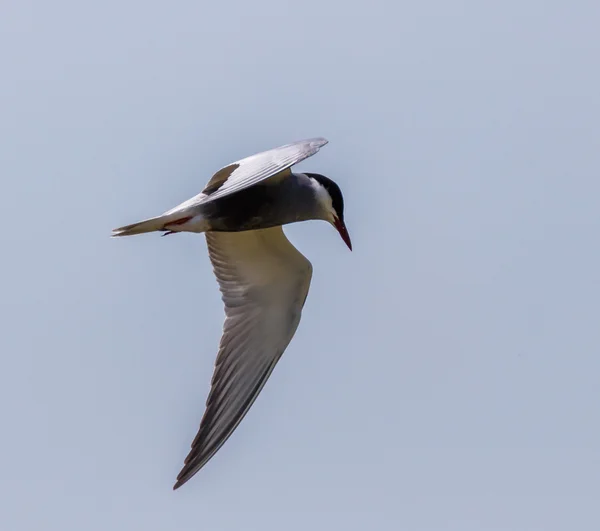 Vanlig Tern, Sterna hirundo — Stockfoto