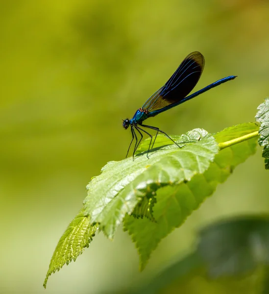 Голубая стрекоза на листе — стоковое фото