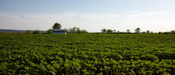 下的向日葵地里的风景 — 图库照片