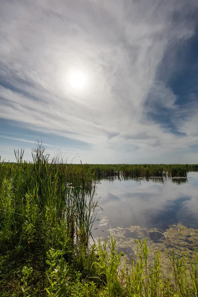 Krajobraz z bagna i stroiki — Zdjęcie stockowe