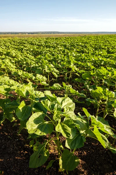 Paesaggio con un campo di girasoli — Foto Stock