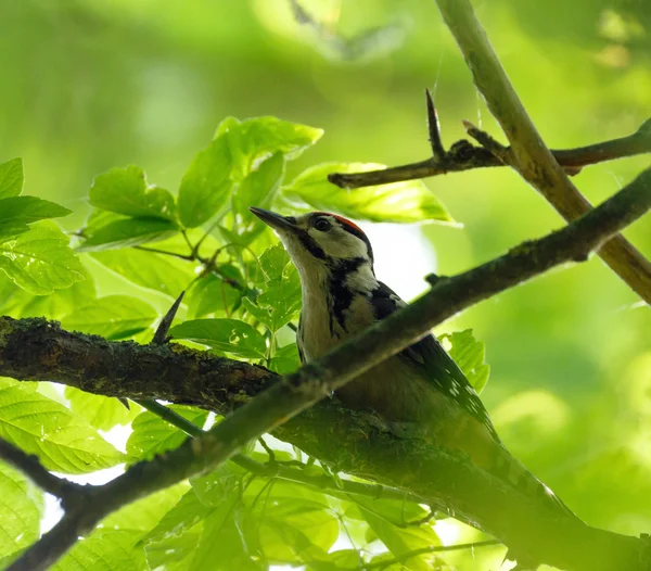 Pájaro carpintero manchado medio —  Fotos de Stock