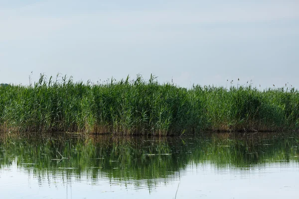 Paesaggio con canneti e lago — Foto Stock