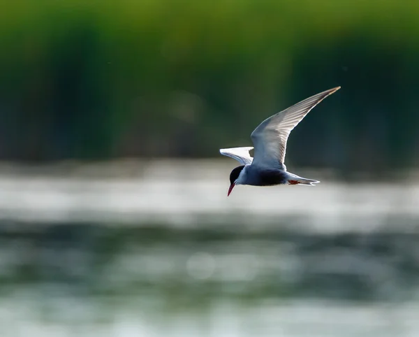 Rybitwa zwyczajna, Sterna hirundo — Zdjęcie stockowe