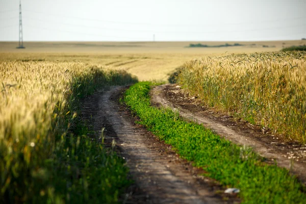 Estrada rural através de um campo de trigo — Fotografia de Stock