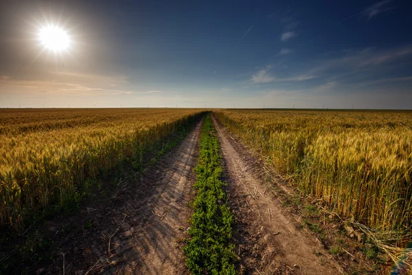 Strada rurale attraverso il campo di grano — Foto Stock