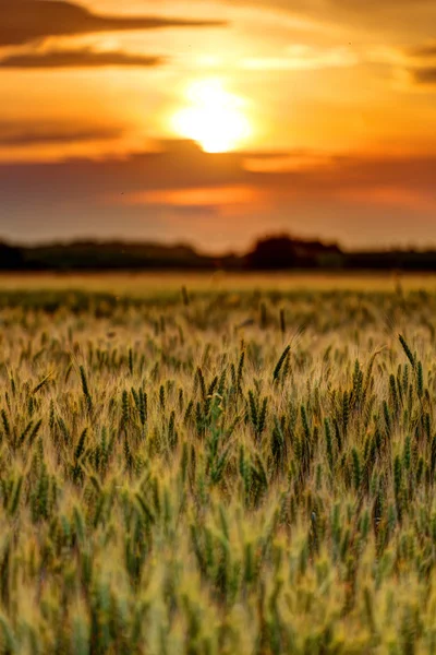 Gün batımında buğday tarlası — Stok fotoğraf