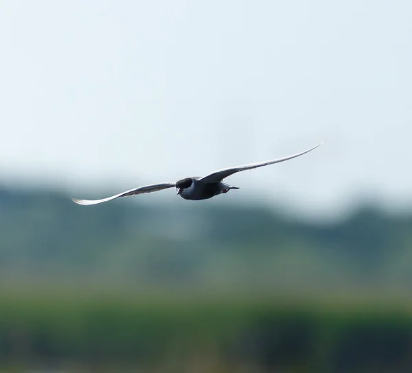 Common Tern, Sterna Hirundo — Stock Photo, Image