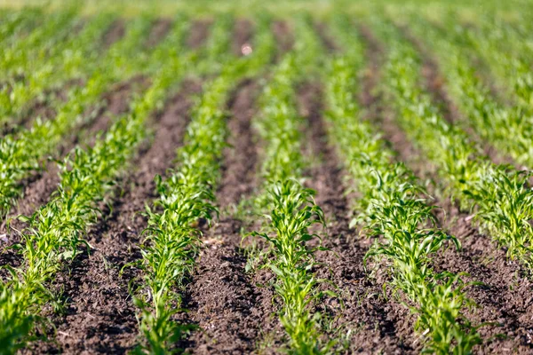 Kukorica mező táj — Stock Fotó