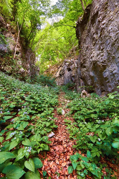 Trail genom en bädd av berg blommor — Stockfoto