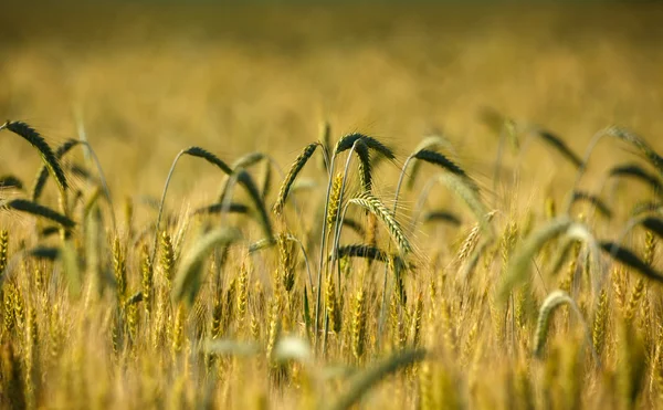 Espigas de trigo en un campo — Foto de Stock