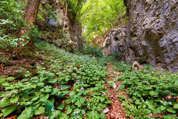 Тропа через клумбу горных цветов — стоковое фото