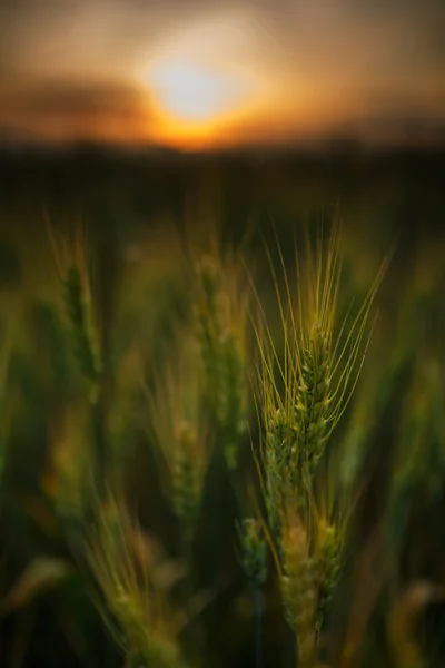 Wheat field at sunset — Stock Photo, Image