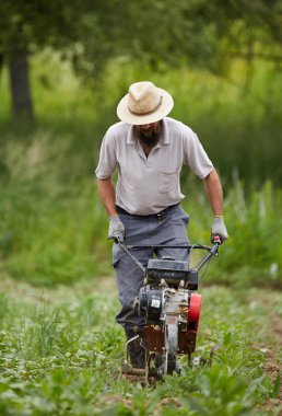 bir Mısır tarlasında ayıklayacaktır çiftçi