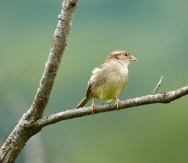 bir dal üzerinde tünemiş serçe