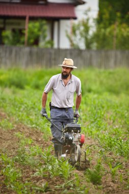 bir Mısır tarlasında ayıklayacaktır çiftçi