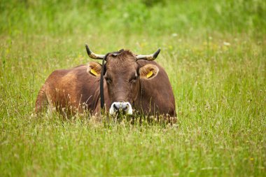 otların arasında oturan ve rahatlatıcı inek