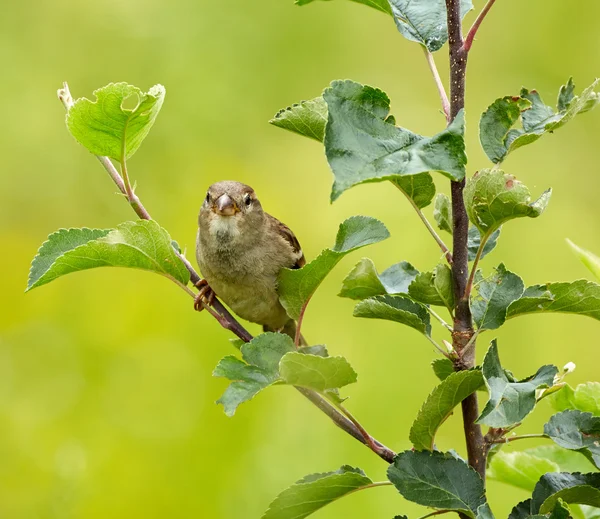 Sparrow uppflugen på en kvist — Stockfoto