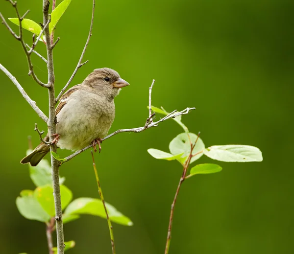 Sparrow uppflugen på en kvist — Stockfoto