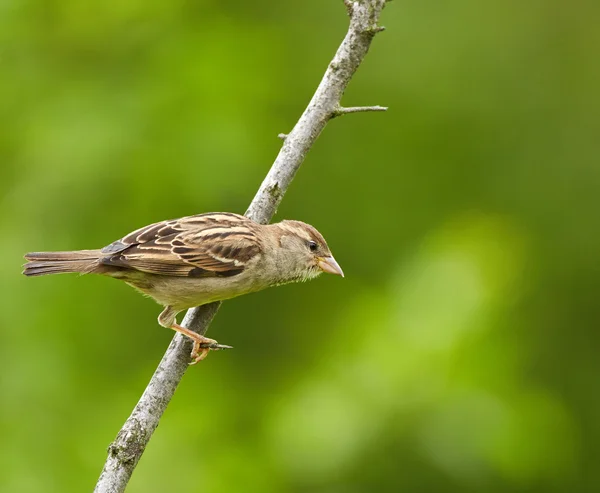 Sparrow perched on a twig — Stock Photo, Image