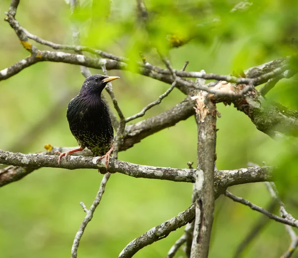 Starling perched on a branch — Stock Photo, Image